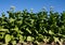 Bright leaf tobacco with flowers.