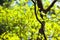 Bright leaves and branches of dogwood (Cornus florida)