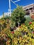 bright leaves and red flowers of plants and bushes on the island of Tenerife