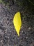Bright lemon leaf on black ground.