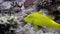 Bright lemon yellow fish in corals underwater Red sea.