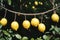 Bright lemons hanging heavily from a tree