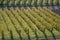 Bright light on autumn leaves of rows of vines in vineyards near Unterturkheim, Germany