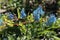 Bright light blue unusual flowers in summer botanical garden