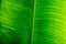 Bright light green. Abstract real nature beauty background. Macro vertical tropical banana leaf texture vein line