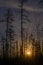 The bright light of the rising full moon behind the trees in the fir taiga