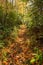 Bright Light Shines on Narrow Trail in Thick Smokies Forest