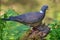 Bright lighted Common wood pigeon posing on old branch wit a lot of greeb foliage around