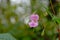Bright lila Himalayan Balsam flower - Impatiens glandulifera