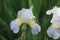 Bright lilac bearded retro iris flowers, covered with dew drops after rain in the summer. Grade Iris squalens.