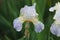 Bright lilac bearded retro iris flowers, covered with dew drops after rain in the summer. Grade Iris squalens.