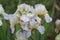 Bright lilac bearded retro iris flowers, covered with dew drops after rain in the summer. Grade Iris squalens.