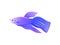 Bright Lilac Betta Fish with Big Flipper Banner