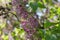 Bright lilac buds developing on the twig with fresh colorful bokeh in the background