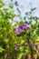 Bright lilac inflorescence of clustered bellflower or Campanula glomerata under sunlight on blurred background.