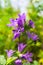 Bright lilac inflorescence of clustered bellflower or Campanula glomerata under sunlight on blurred background.