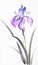 Bright lilac iris