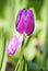 Bright lilac tulip