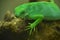 Bright Lime Green Fiji Island Iguana Posing