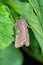 The bright-line brown-eye (Lacanobia oleracea). Insect on a damaged tomato.