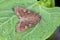 The bright-line brown-eye (Lacanobia oleracea). Insect on a damaged tomato.