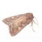 Bright-Line Brown-Eye Moth (Night Fly)