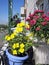 Bright little garden on the urban balcony. Beautiful colorful flowers