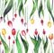 Bright lovely beautiful spring vertical pattern of tulips red yellow pink purple lavender flowers watercolor