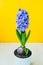 Bright lush blooming flower of blue purple hyacinth with green leaves on bright yellow background. high quality vertical greeting