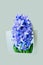 Bright lush blooming flower of blue purple hyacinth with green leaves peeking out of hole in gray paper. creative spring high