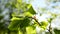 Bright lush leaves on trees in May