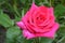 Bright lush pink rose on a green background