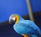 Bright macro photo of a beautiful blue macaw parrot