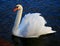 Bright macro photo of a beautiful white swan