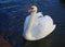 Bright macro photo of a beautiful white swan