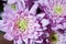 Bright macro photo of violet dahlia flowers
