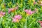 Bright magenta daylilies blooming