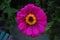 Bright Magenta Flower with yellow middle and dark garden background