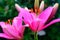 Bright magenta lilies flowers on a blurred background of green foliage, selective focus. Macro brown-orange stamens