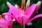 Bright magenta lilies flowers on a blurred background of green foliage, selective focus. Macro brown-orange stamens