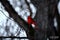 Bright male cardinal perched in a tree