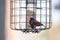 Bright Male Painted bunting bird Passerina ciris