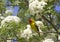 Bright Male Western Tanager Bird In Flowering Tree