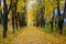 Bright maple alley in autumn