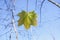 Bright maple leaves on tree branches on blue sky background in forest