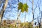 Bright maple leaves on tree branches on blue sky background in forest