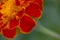 Bright marigold flower close up