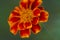 Bright marigold flower close up on blurred background