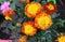 Bright marigolds on a flower bed in a summer garden close-up
