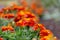 Bright marigolds on the flowerbed. Blooming marigolds